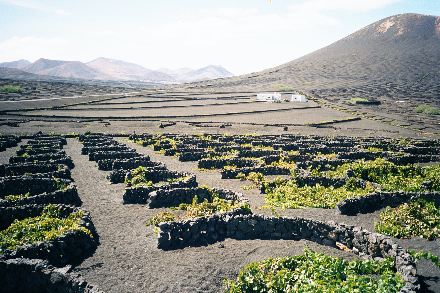 OCTOBER 2017. The Geology Today Magazine published a study, highlighting the cultivation technique developed in Lanzarote to export to other arid areas