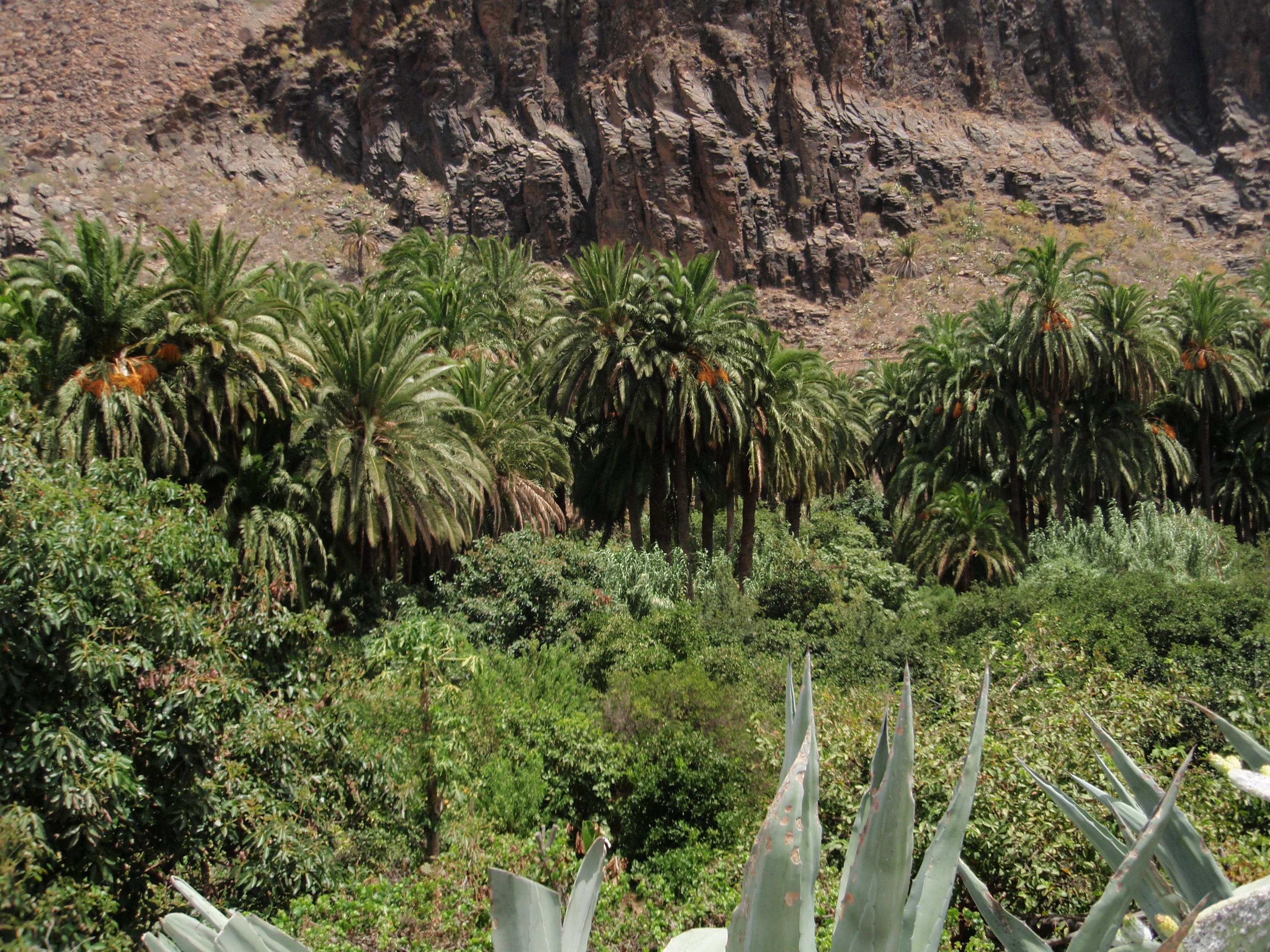 SEPTIEMBRE 2018. Investigadores del iUNAT encabezan acciones para erradicar y controlar la invasión de especies exóticas en Canarias