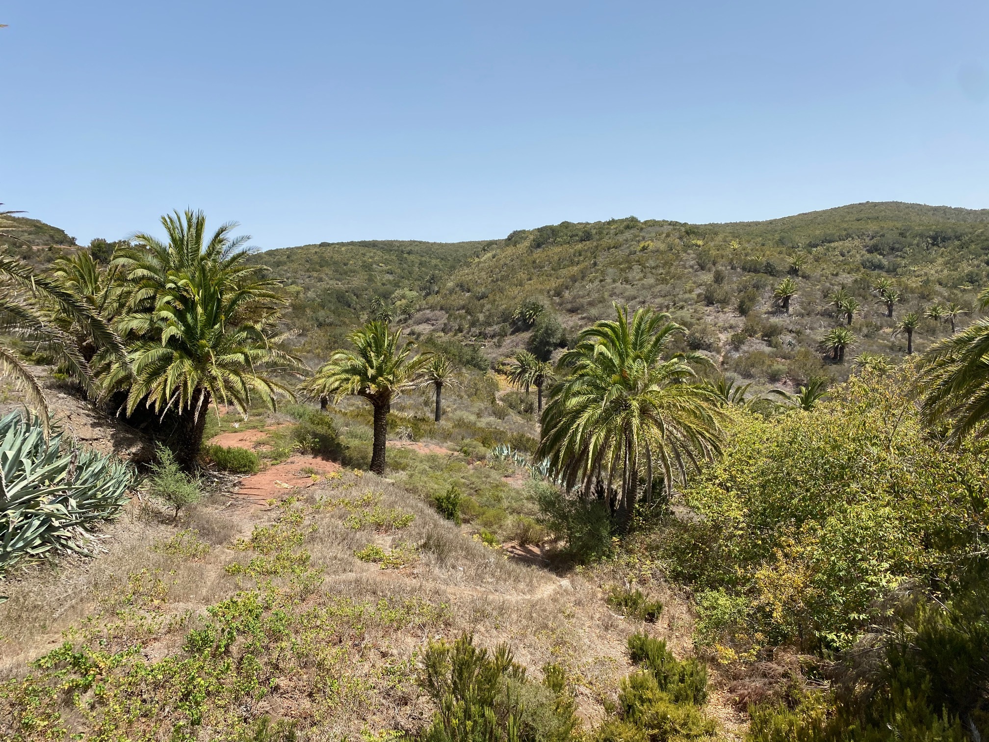 INVESTIGADORES DE LA DIVISIÓN BIRB PARTICIPARÁN EN LAS JORNADAS FORESTALES DE GRAN CANARIA