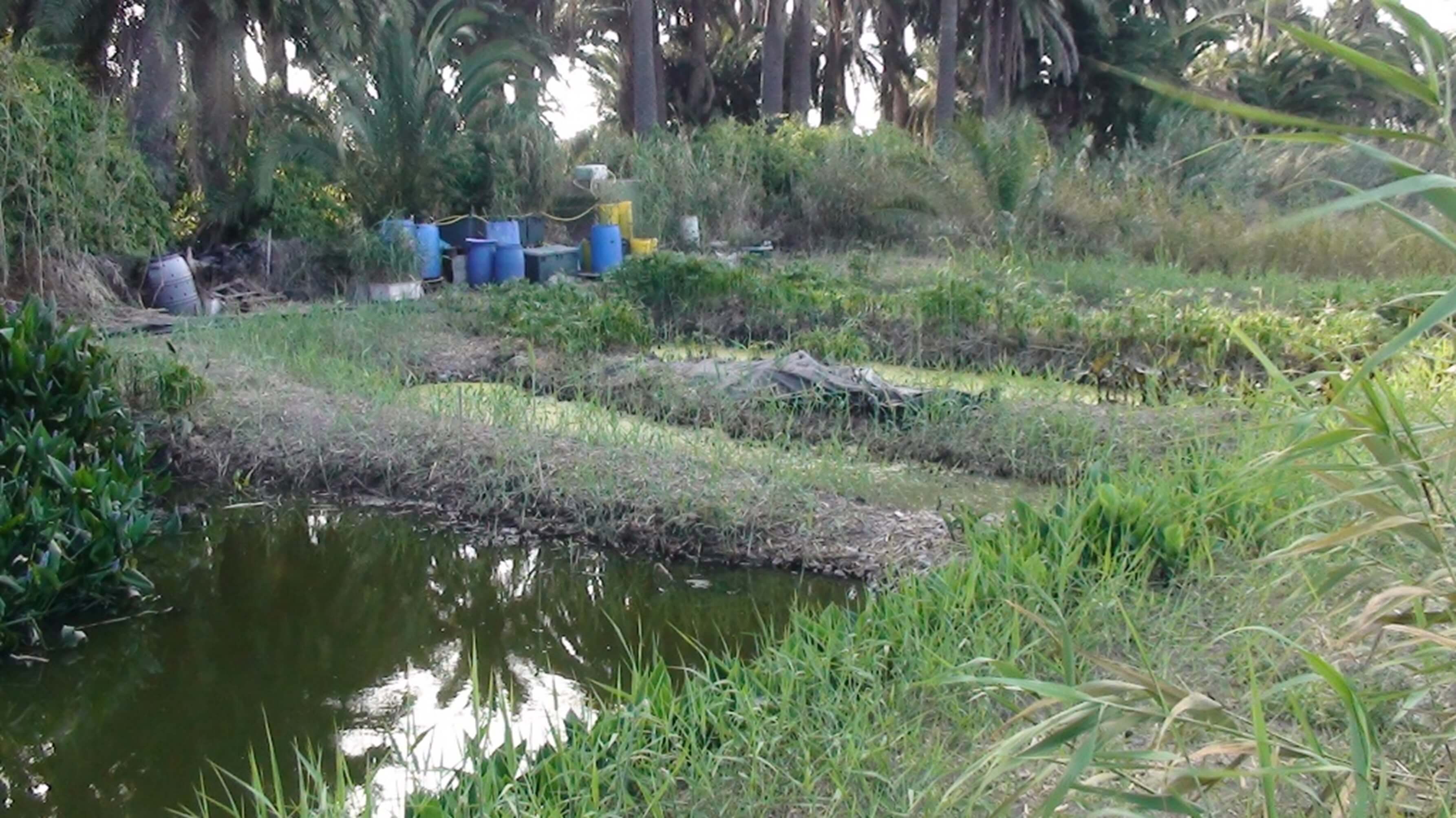 INVESTIGADORES DEL I-UNAT DETERMINAN LA ELIMINACIÓN DE CONTAMINANTES EMERGENTES EN LAS AGUAS RESIDUALES DEL CAMPUS MEDIANTE PROCESOS DE DEPURACIÓN NATURAL